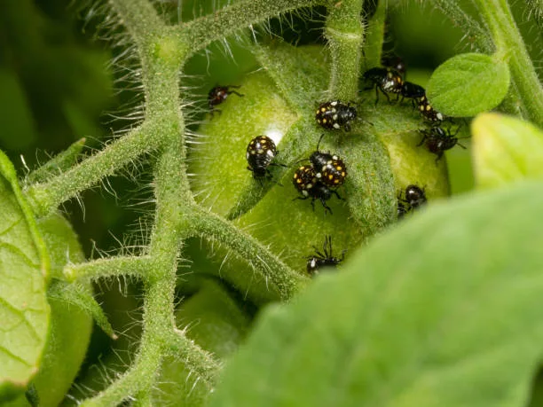 closeup second and third instar of nezara viridula soutnern green stink bug larvae pest on  tomato