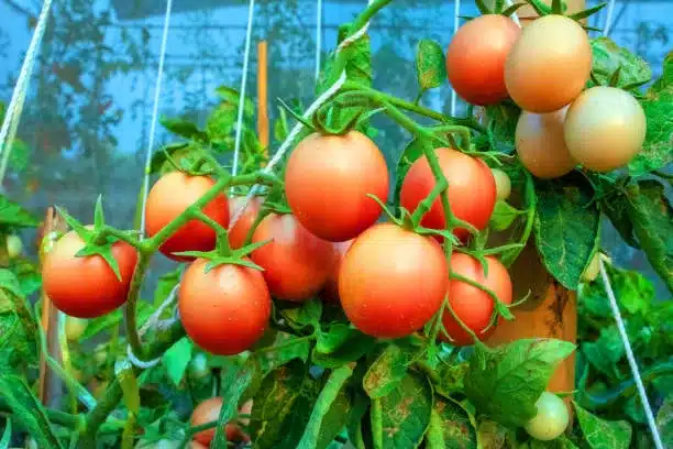 red tomatoes on the vine