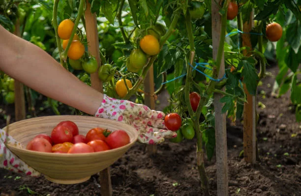 The farmer harvests tomatoes in the garden. Selective focus. Food.