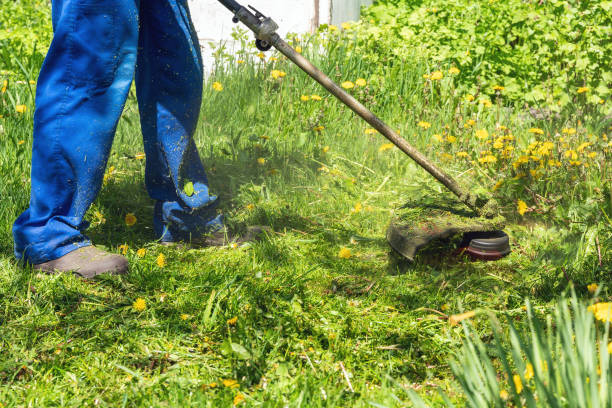 The gardener mows the grass with a trimmer in the garden.