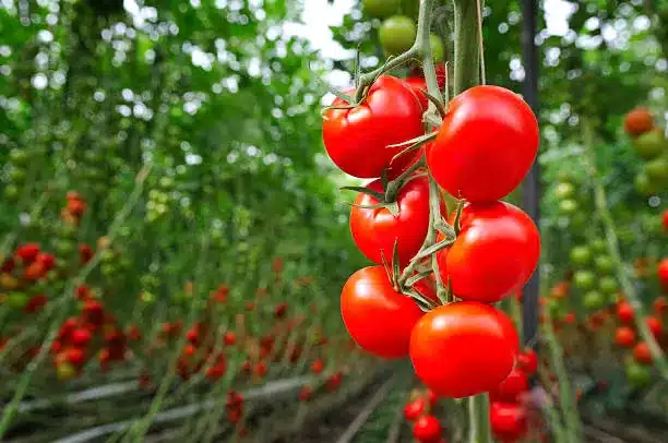 Red ripe tomatoes growing in a greenhouse. Ripe and unripe tomatoes in the background.