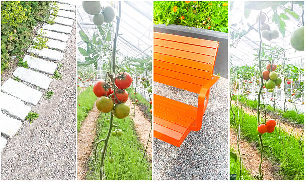 Tomato plants growing in a greenhouse.