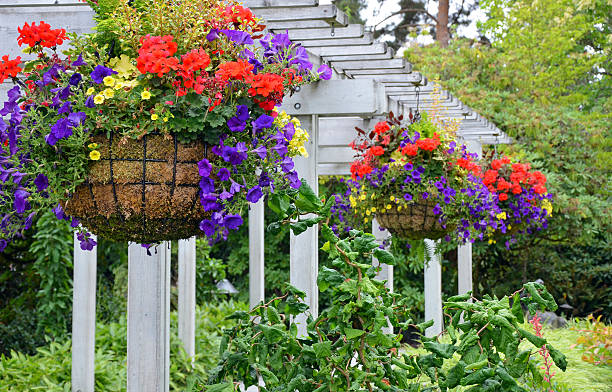 Hanging flower baskets on summer patio