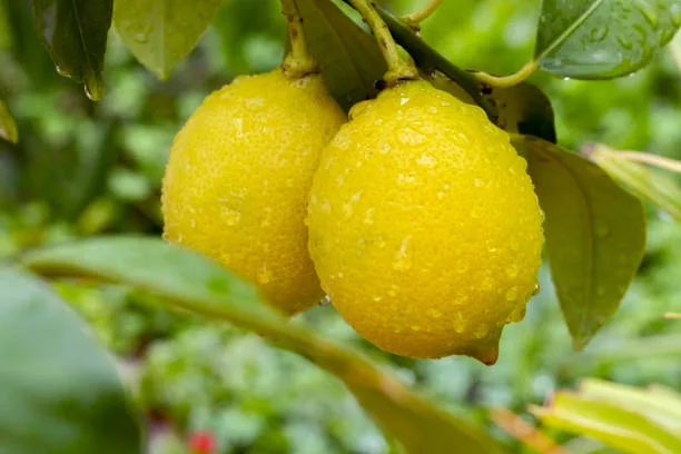 Rain drops on citrus fruit and green leafs. Organic food. Healthy lifestyle and eating. Natural food background with large copy space. Togetherness in nature. Couple stick together in sweet and sour.