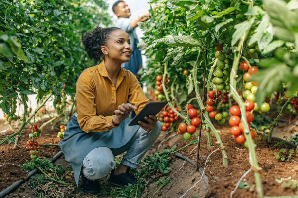 One young latin woman using digital tablet to determine the quality of agriculture product