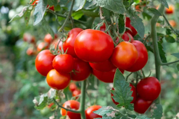 Close up shot of organic tomatoes growing on a stem. Local produce farm. Copy space for text, background.