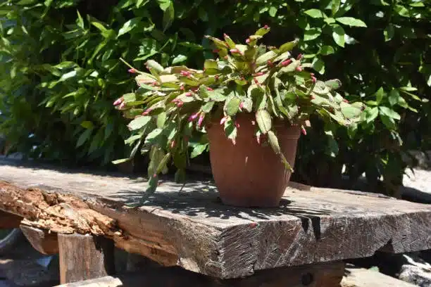 Schlumberger or Christmas cactus blooms in a pot on an old wooden table in a green garden.