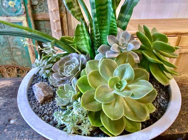 Horizontal large decorative potted plant holder with a variety of green succulents growing on wood indoor table