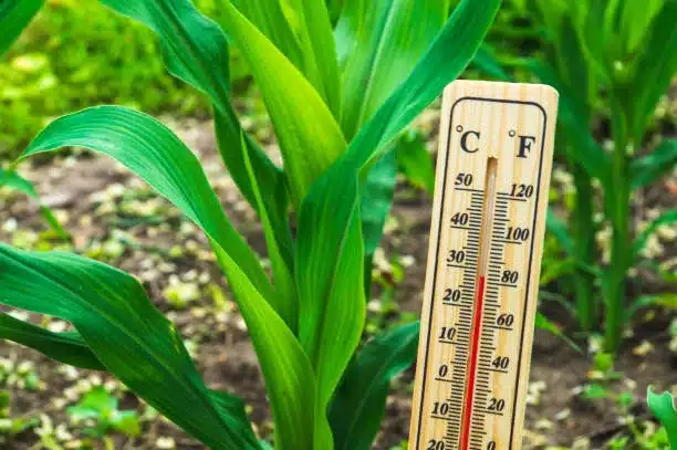 Comfortable temperature for growing Exotic Succulents. Thermometer against the background of growing exotic succulents in the garden.