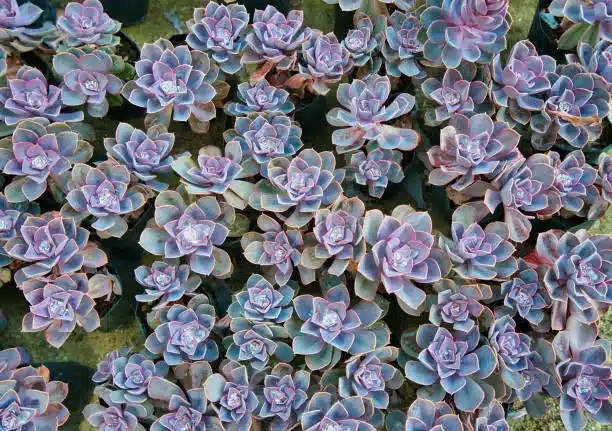 Succulent plant. Perle Von Nurnberg, Hen and chicken plant, Dusty rose Plants for sale on the street. Travel to the mountain city of Colombo, Sri Lanka. Nov. 2019