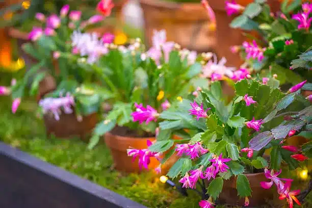 Beautiful flowers on Christmas cactus