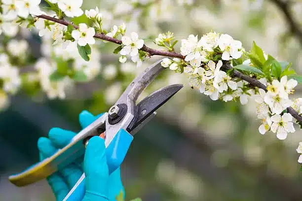 Clippers pruning bushes