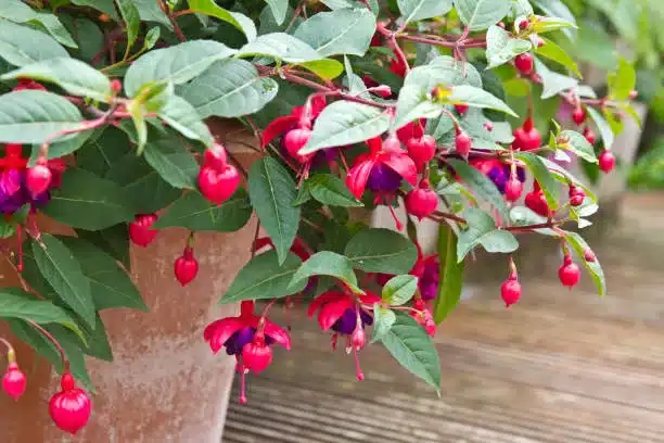 Container grown Fuchsia flower