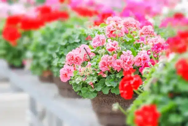 Geranium, Pelargonium plants in pot. Full bloom and ready for decorated house."n