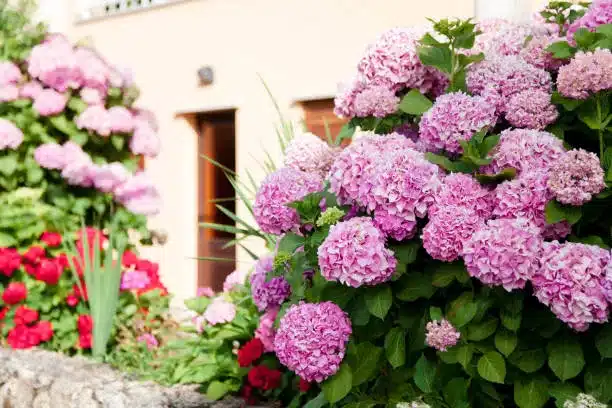 Hydrangea flowers garden by house on backyard. Pink, lilac, purple bushes blooming in countryside and town streets in spring and summer.