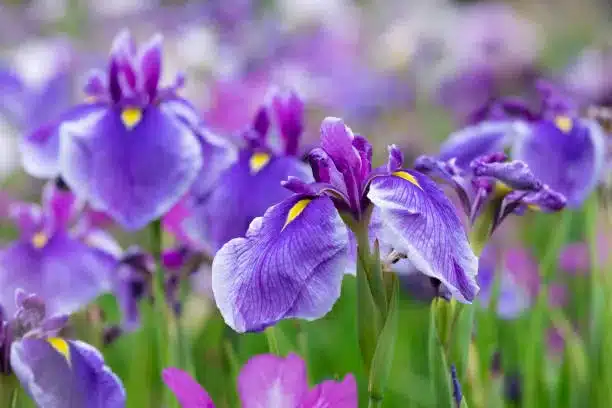 Japanese irises in early summer