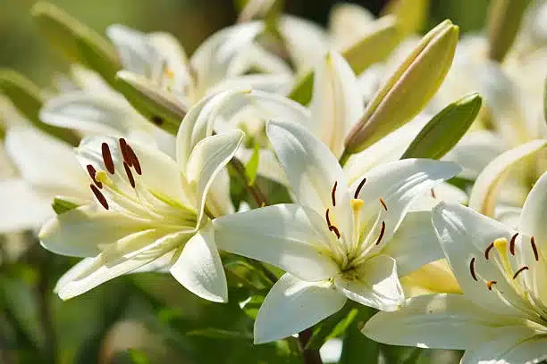 Many white lilies in a garden