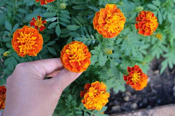 Herbal Flower and Plant, Gardener Holding and Taking Care Orange Calendula or Marigold Flowers in A Garden. Used for Herbal and Cosmetic Products.