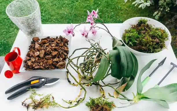 Orchid transplant on a white wooden table with garden tools on the terrace of the house. Planting a houseplant phaleonopsis close-up on a summer day in the garden outdoors.