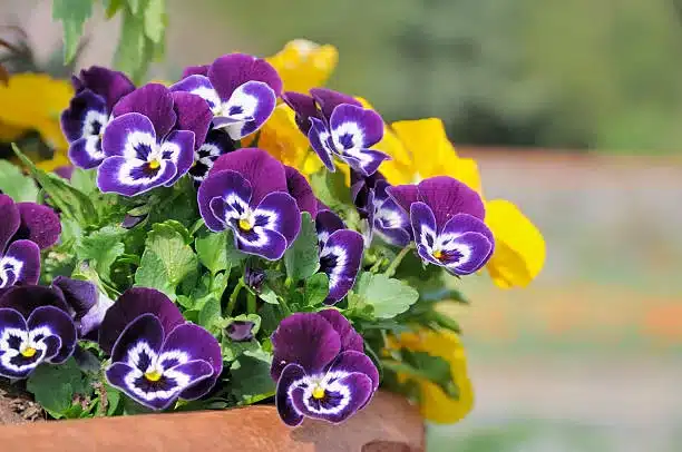 Pansies in a ceramic pot