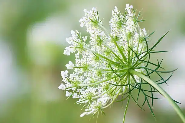 Queen Anne's Lace (Daucus carota) or wild carrot is a common flowering weed in North America introduced from Europe. It is a late summer flowering  biennial plant.  The umbels are  pink before they open, then bright white and rounded when fully open.  When the umbrels turn to seed, they contract and  detach from the plant. The wild carrot root is edible while young, but quickly becomes too woody to consume. It has also been used as an herbal remedy.