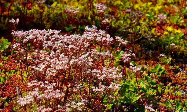 flowering sedum as a lawn substitute for a Water wise yard