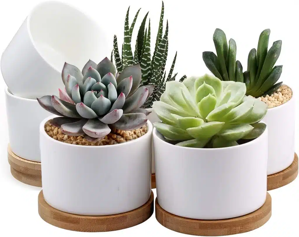 White ceramic pots on a bamboo tray with exotic succulents growing in them.