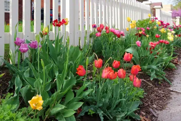 Scenic view with bright colors blooming tulips along white wooden fence of private house at small rural city. Midwest USA, Wisconsin.