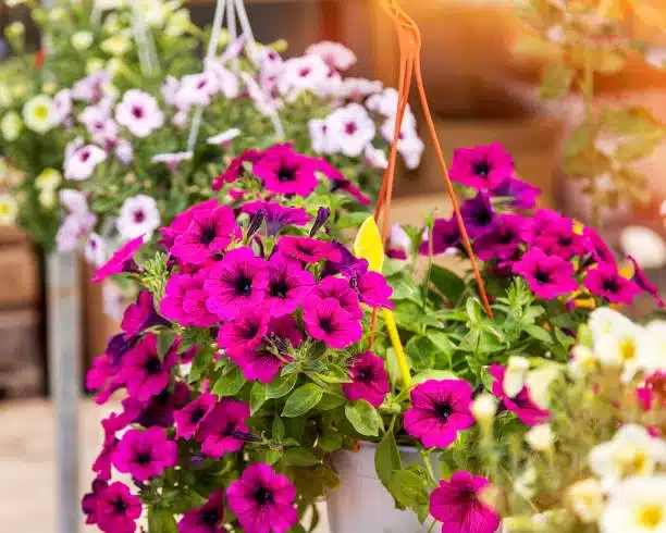 Flowers hanging in a flower shop. Close-up isolated. Stock Image.