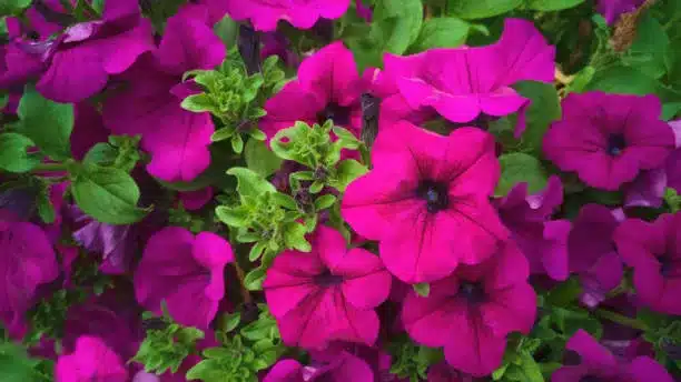 Close up flower bed of purple magenta and violet petunias Tidal wave purple classic in garden,among fluffy pubescent green foliage.Hybrid plant ampel.Concept of gardening,floriculture,home breeding.