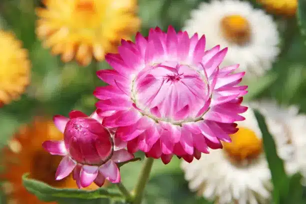 Xerochrysum bracteatum blossoming in garden. Beautiful flower of strawflower in bloom. Golden everlasting or strawflower blooming in summer garden. everlasting helichrysum bracteatum