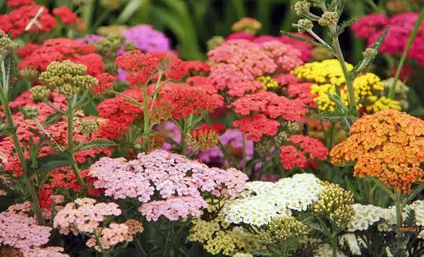 Yarrow flowers needing to be added to the deadheading flowers list as they are losing color