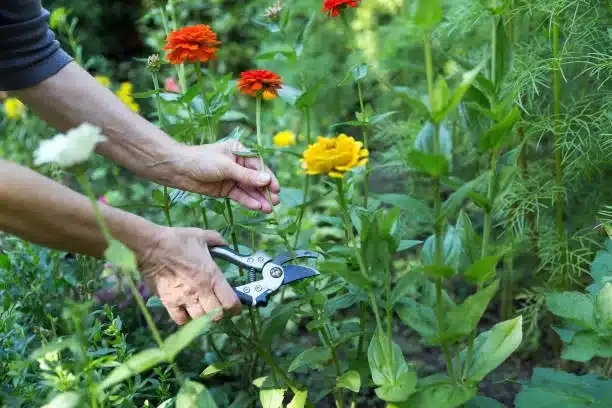 Cutting zinnia flowers with pruning scissors