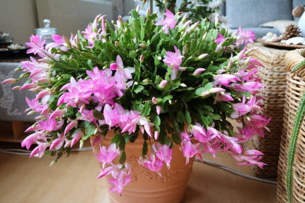 Blooming Cactus Schlumbergera truncata