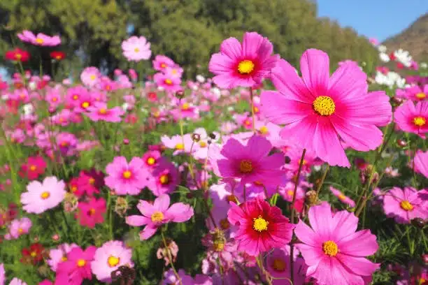 Colorful cosmos flowers blooming in the garden.