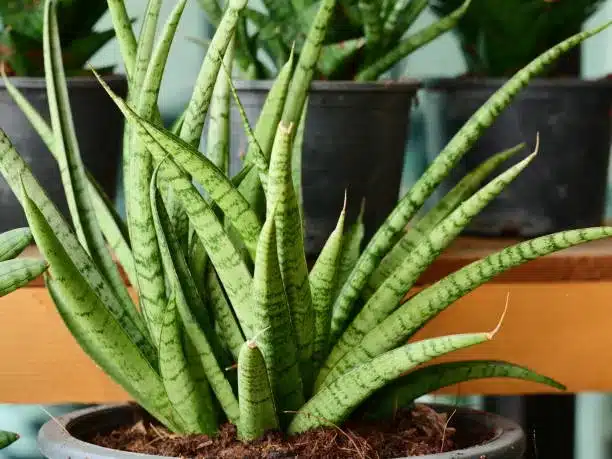 Snake Plants Flower, Asia, Thailand, Bunch