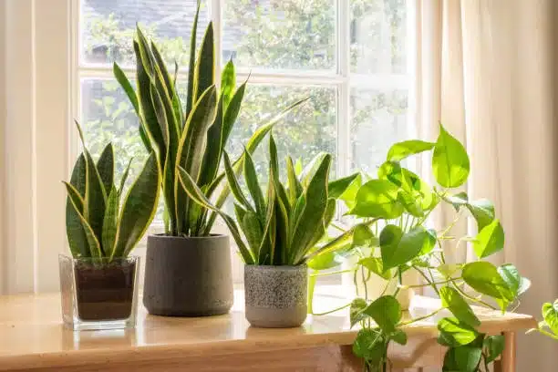 Indoor Snake Plants next to a window in a beautifully designed home or flat interior.