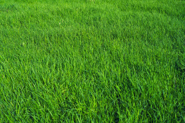 Green grass natural background texture, Lawn for the background - image