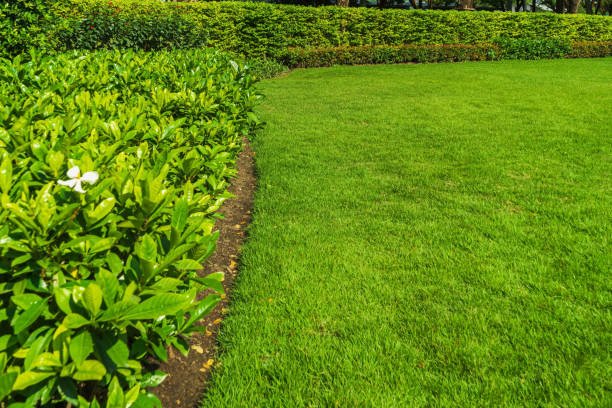 The backyard landscaping design with bright green lawns. Hedge flowers and trees, lawns for events or parties Green decorative garden. Neutral landscape with a greenfield Landscape park.