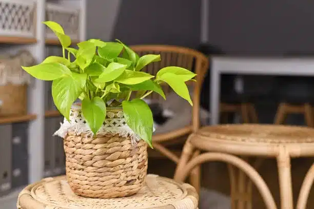 Tropical 'Epipremnum Aureum Lemon Lime' houseplant with neon green leaves in basket flower pot on table in living room