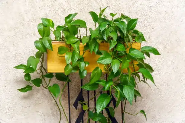 Houseplant Epipremnum aureum or Scindapsus aureus. Selective focus