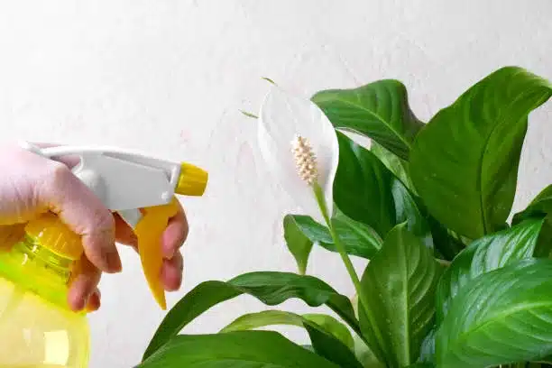 Spraying spathiphyllum or peace lily houseplant in bloom with spray. Watering tropical plants in bloom. Looking after houseplants at home