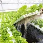 A picture of a deep water culture system on a hydroponics farm.