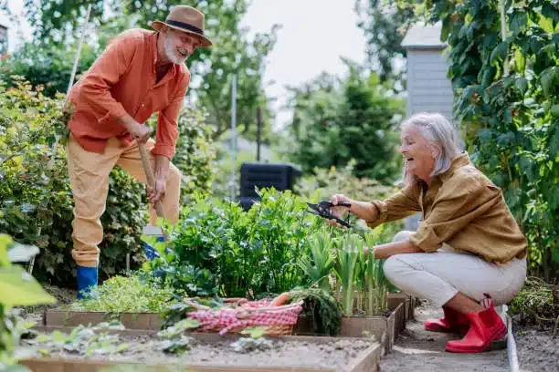 Happy senior couple working and harvesting fresh vegetables from their garden.