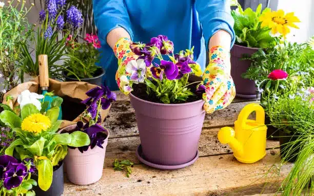 Spring decoration of a home balcony or terrace with flowers, woman transplanting a flowers pansies into a clay pot, home gardening and hobbies, biophilic design