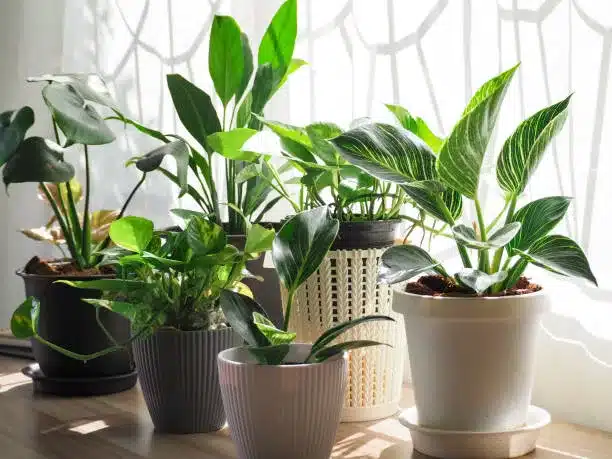 Green Tree in white ceramic pots on the wooden table. Concept at home interior gardening filled plants in Spring.Template. Auspicious trees, trees purify the air.