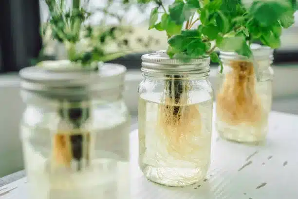 Hydroponic kratky method closed jars system. Herbs plants with roots in water hydroponics. Fresh herbs to eat. Closeup of homemade lids with substrate pods. DIY gardening.