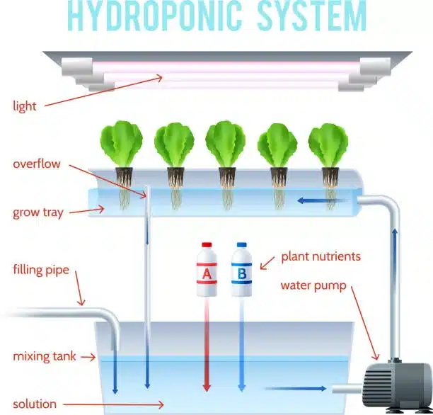 Hydroponics Colored Infographic method of growing plants on artificial environments without soil and explain how vector illustration