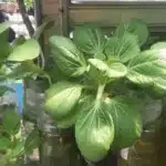 Hydrponics bok choy using used bottles