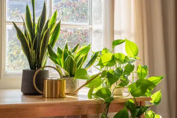 A sansevieria trifasciata snake plant in the window of a modern home or apartment interior.